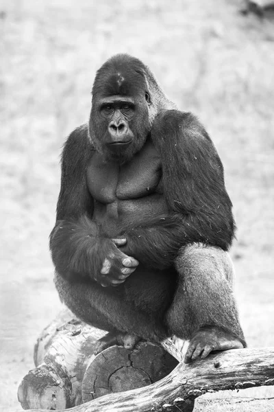 Questo Bellissimo Gorilla Argenteo Adulto — Foto Stock