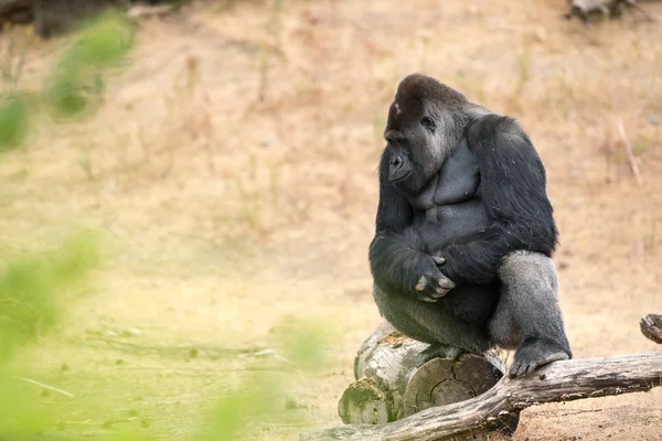 Dieser Wunderschöne Gorilla Ist Ein Erwachsener Silberrücken — Stockfoto