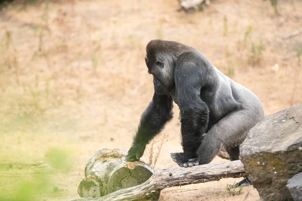 Dieser Wunderschöne Gorilla Ist Ein Erwachsener Silberrücken — Stockfoto