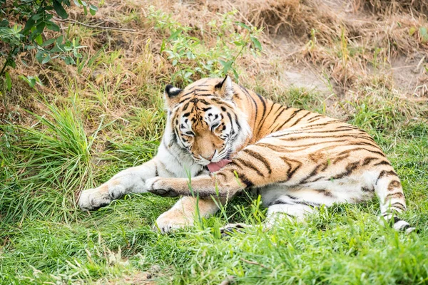 Deze Mooie Tijger Likt Haar Schoon — Stockfoto