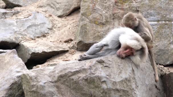 Zoológico Hay Babuinos Jugando Luchando — Vídeo de stock