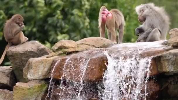 Зоопарке Играют Бабуины Дерутся — стоковое видео