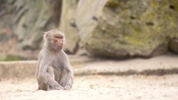 Στο Ζωολογικό Κήπο Υπάρχουν Μπαμπουίνους Αναπαραγωγή Και Την Καταπολέμηση Της — Αρχείο Βίντεο