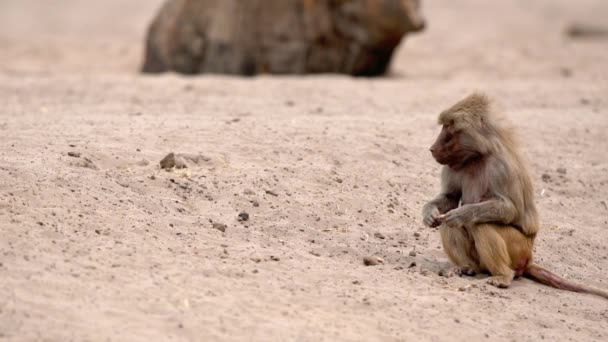 Zoo Baboon Playing Fighting — Stock Video