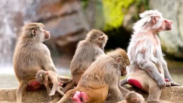 Kebun Binatang Ada Babon Bermain Dan Melawan — Stok Video