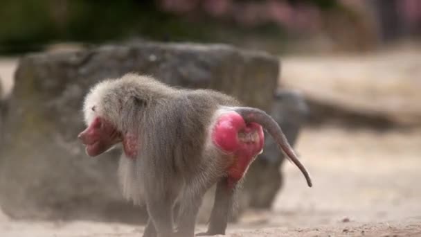 Zoológico Hay Babuinos Jugando Luchando — Vídeo de stock