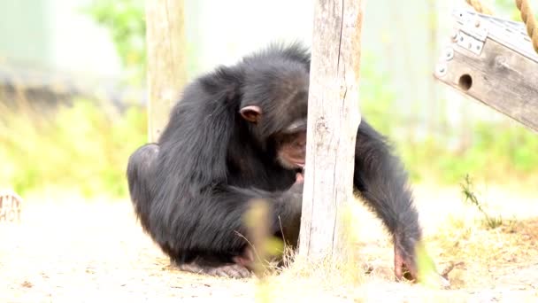 Chimpancé Común Está Jugando — Vídeo de stock