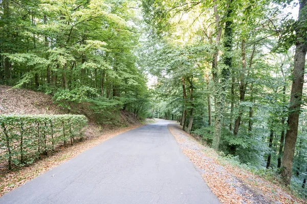 Eine Straße Durch Den Deutschen Wald — Stockfoto