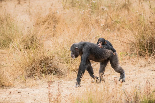 Auf Dem Rücken Eines Gewöhnlichen Schimpansen Befindet Sich Ein Baby — Stockfoto