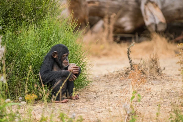 a young Common chimpanzee is watching an ice cream of food how he can eat it