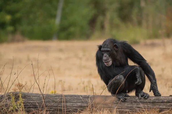 Ein Boden Liegender Schimpanse Auf Einem Baumstamm — Stockfoto