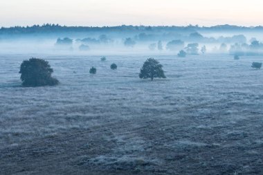Puslu bir sabahı Antwerp yakınındaki Kalmhoutse heather parkta