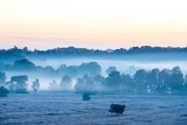 Puslu bir sabahı Antwerp yakınındaki Kalmhoutse heather parkta