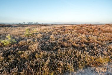 Puslu bir sabahı Antwerp yakınındaki Kalmhoutse heather parkta