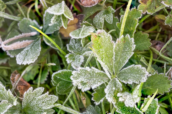 Утром Суше Время Тумана Роса Замерзает Зеленом Листе — стоковое фото