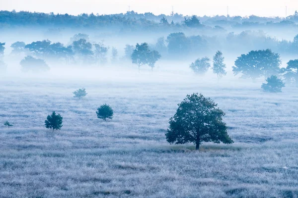 Una Mañana Brumosa Parque Brezos Kalmhoutse Cerca Amberes — Foto de Stock