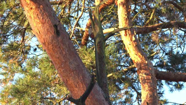 树上有一只啄木鸟在敲它的喙 — 图库视频影像