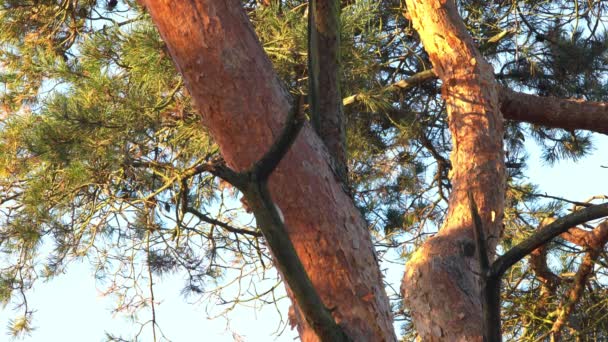 Ένα Δέντρο Υπάρχει Ένας Δρυοκολάπτης Χτυπήσει Ράμφος — Αρχείο Βίντεο