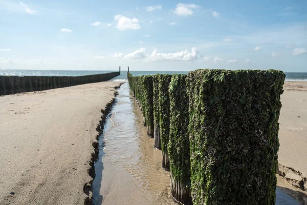 Sur Côte Des Poteaux Bois Qui Brisent Les Vagues — Photo