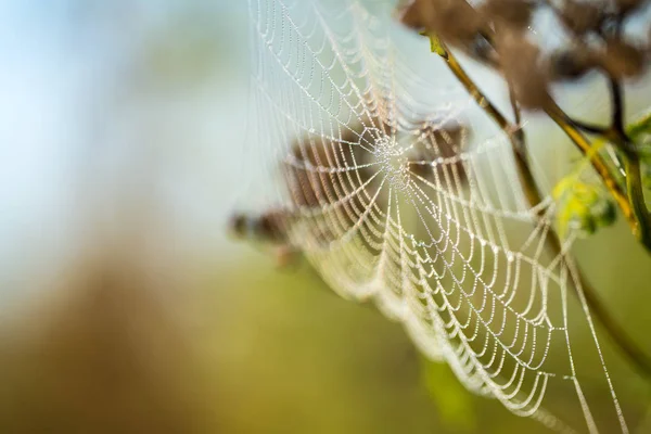 Early Morning Dew Cobweb — Stock Photo, Image