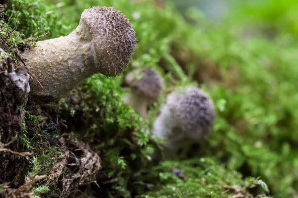 Nel Bosco Sono Funghi Durante Autunno — Foto Stock