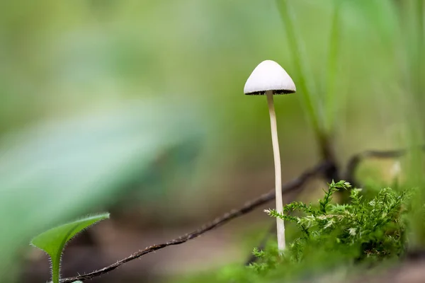 Forest Mushrooms Autumn — Stock Photo, Image