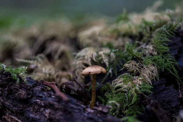 Forest Mushrooms Autumn — Stock Photo, Image