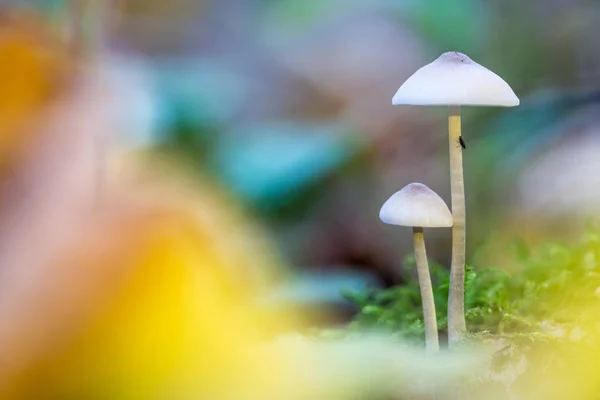 Nel Bosco Sono Funghi Durante Autunno — Foto Stock