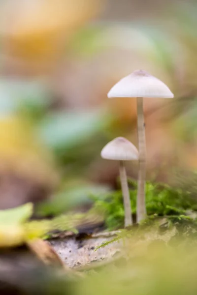 Bosque Hay Setas Durante Otoño — Foto de Stock