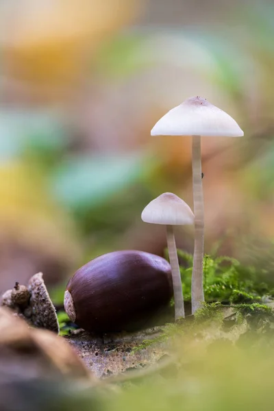 Bosque Hay Setas Durante Otoño — Foto de Stock