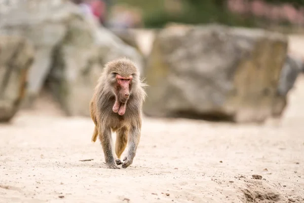 Park Baboon Walking Fear — Stock Photo, Image