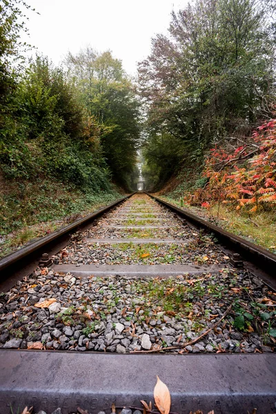 その美しい美しい色と秋の間に森の中の鉄道に沿って霧の深い朝 — ストック写真