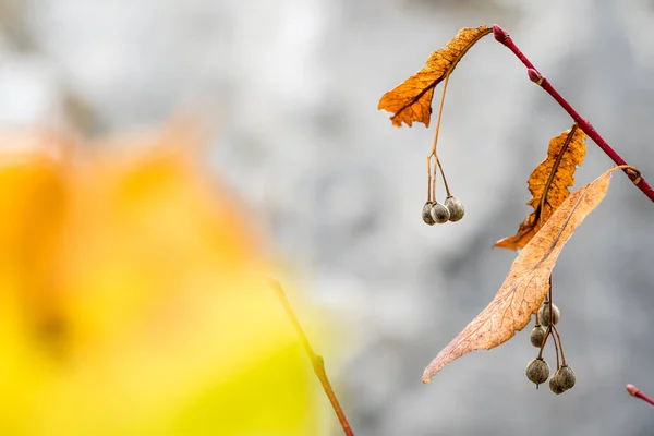 brown leaf on a branch of a tree with seed