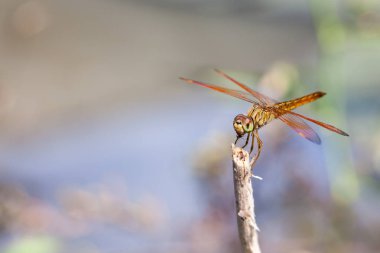 su orada bir yusufçuk bir av ağzında bir sopayla