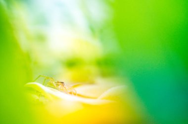 bir av için bekleyen bir su tesisi üzerinde güzel bir örümcek