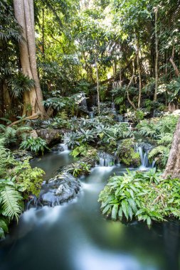 Ormanın içinde derin, bu güzel şelale ağaçlar kendine yol yapar