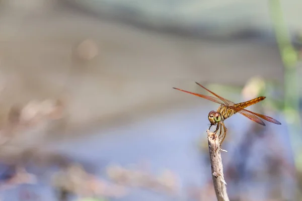 Entlang Des Wassers Liegt Eine Libelle Auf Einem Stock Mit — Stockfoto