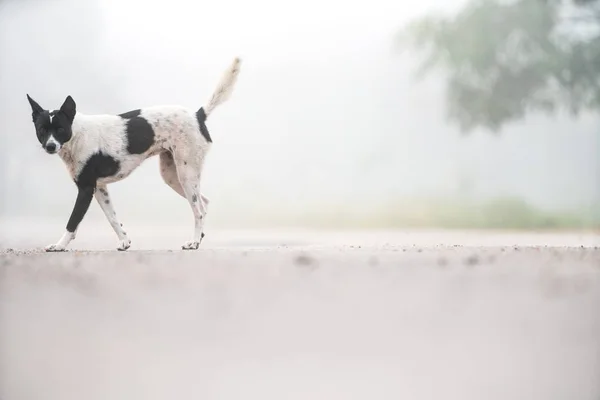Road Beautiful Dog Fog — Stock Photo, Image