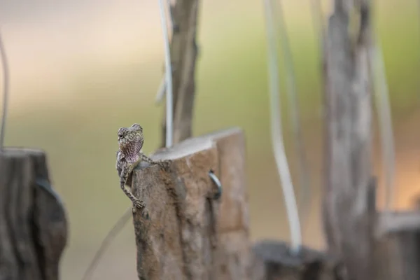 Beautiful Lizard Sits Stick Beautiful Day Longest Way — Stock Photo, Image