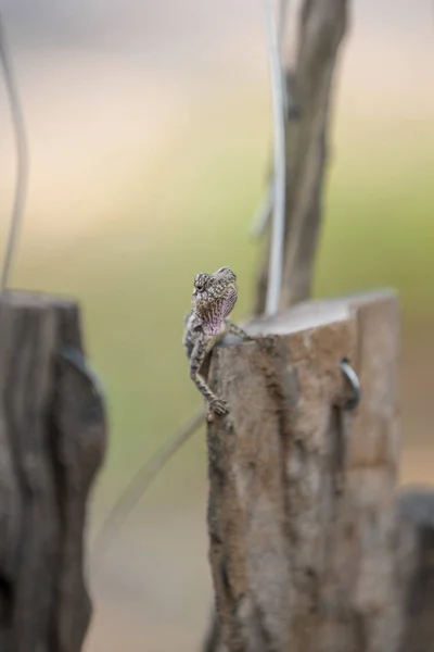 Beautiful Lizard Sits Stick Beautiful Day Long Way — стоковое фото