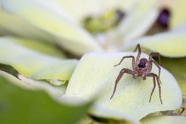 Spinne Auf Einer Wasserpflanze — Stockfoto