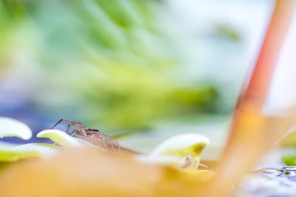 Una Hermosa Araña Una Planta Agua Esperando Una Presa — Foto de Stock