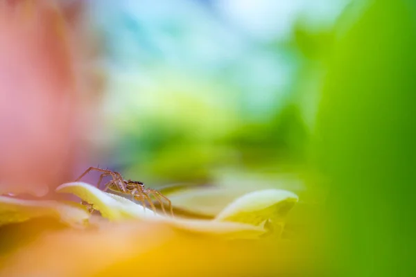 Una Hermosa Araña Una Planta Agua Esperando Una Presa — Foto de Stock