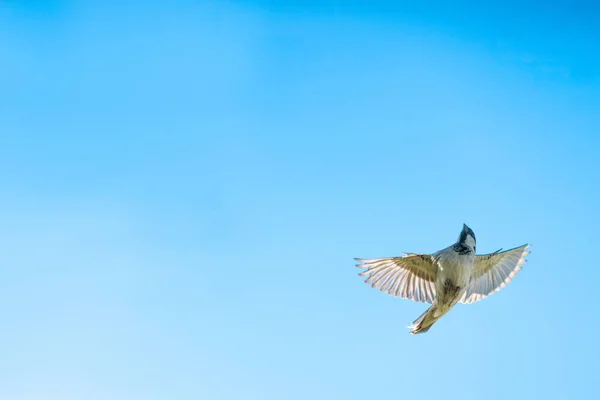 Retrato Pequeno Pássaro Tit Voando Asas Espalhadas Largas Penas Rubor — Fotografia de Stock