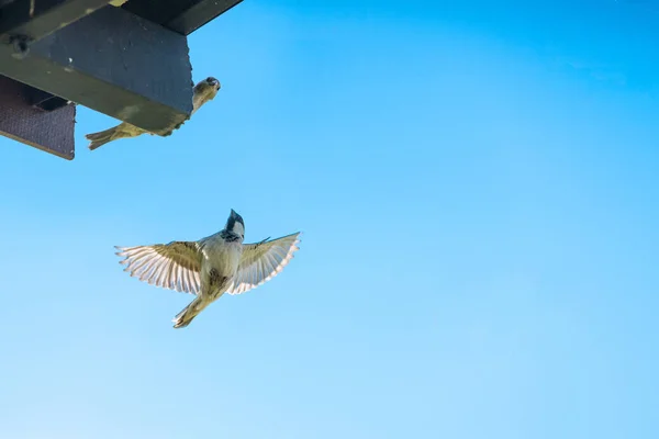 Retrato Una Pequeña Teta Pájaro Volando Alas Extendidas Plumas Enrojecidas — Foto de Stock