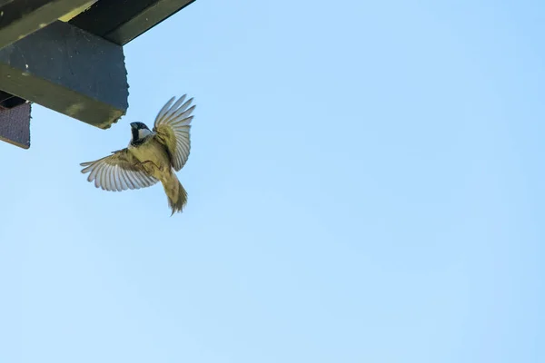 Retrato Una Pequeña Teta Pájaro Volando Alas Extendidas Plumas Enrojecidas — Foto de Stock