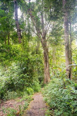 Tayland ormanda bu şekilde aşağı yürümek