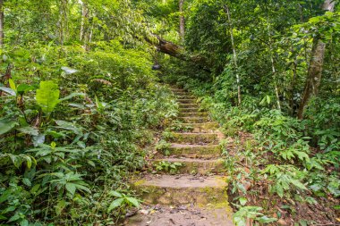 vahşi doğada bu taş merdiven Tayland ülkede derin