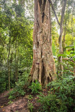 Bu devasa Dutgiller vahşi doğada bulunan Tayland ülkede derin