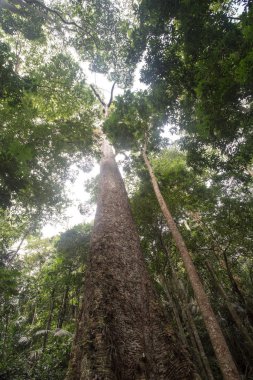 En büyük Krabak ağaç vahşi doğada bulunan Tayland ülkede derin